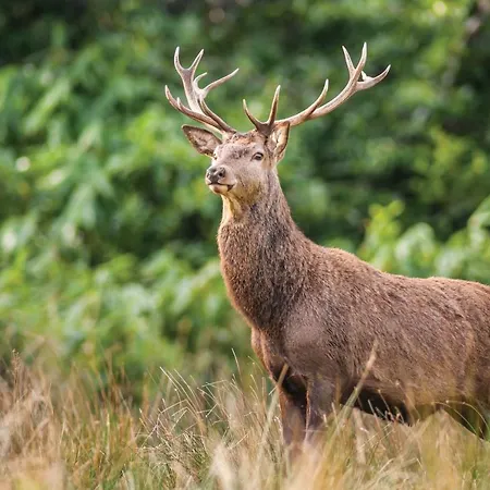 Castlerosse Park * Килларни