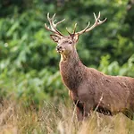 Castlerosse Park * Killarney